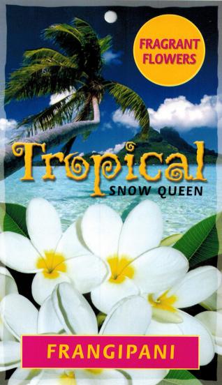 Plumeria 'Snow Queen' Frangipani 7" Pot - Image 4