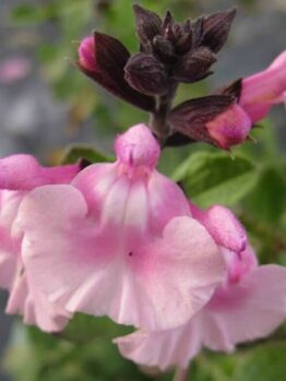 A close-up of the Salvia 'Angel Wings' in a 6" pot, showcasing pink flowers with dark stems and buds against a blurred background.