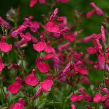 Salvia Mirage™ 'Hot Pink' 6" Pot - Image 2