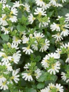 The Scaevola 'White' Fan Flower in a 6" pot features dense clusters of small white fringed flowers and lush green leaves.