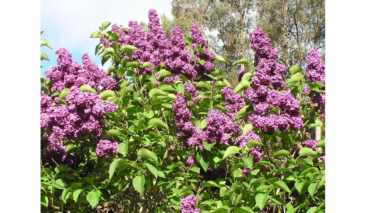 Syringa 'Missimo' Lilac 12" Pot - Image 2