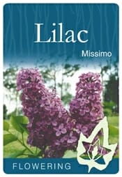 Syringa 'Missimo' Lilac 12" Pot - Image 3