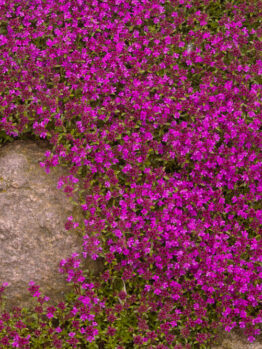 pink flowering thyme creeping over rocks and the dirt in a garden thymus hybris pink creeping thyme