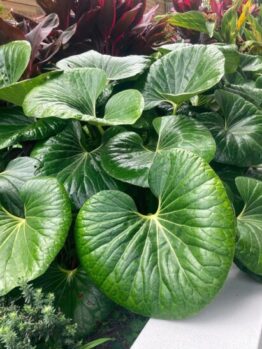 Ligularia 'Tractor Seat' 8" Pot features large, glossy green leaves that grow densely in the container, perfect for adding lush foliage along a concrete border or among other vibrant plants.