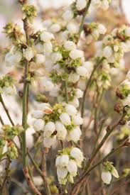 Vaccinium 'Jelly Bean™' Blueberry 8" Pot - Image 2