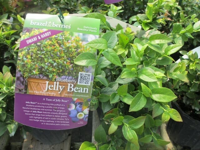 Vaccinium 'Jelly Bean™' Blueberry 8" Pot - Image 3