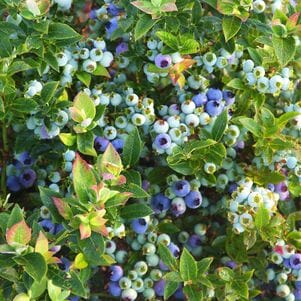 Vaccinium 'Jelly Bean™' Blueberry 8" Pot - Image 4