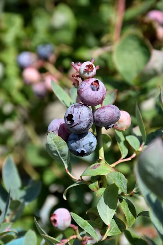 Vaccinium 'Pink Icing™' Blueberry - Image 2