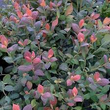 Vaccinium 'Pink Icing™' Blueberry - Image 3