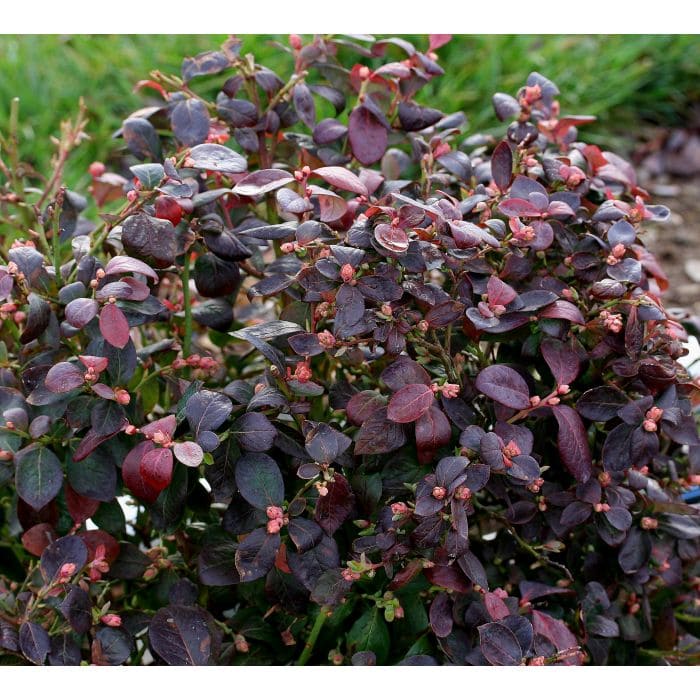 Vaccinium 'Pink Sorbet™' Blueberry 8" Pot - Image 4