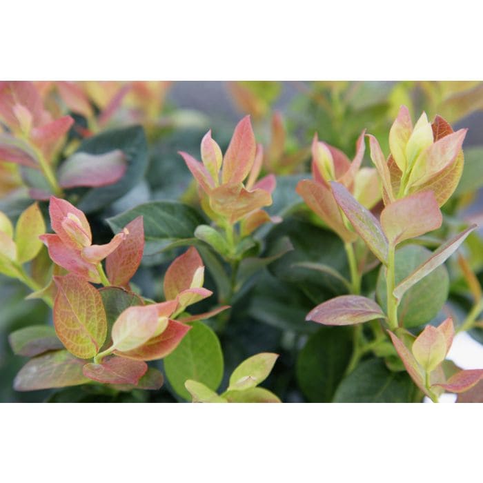 Vaccinium 'Pink Sorbet™' Blueberry 8" Pot - Image 2