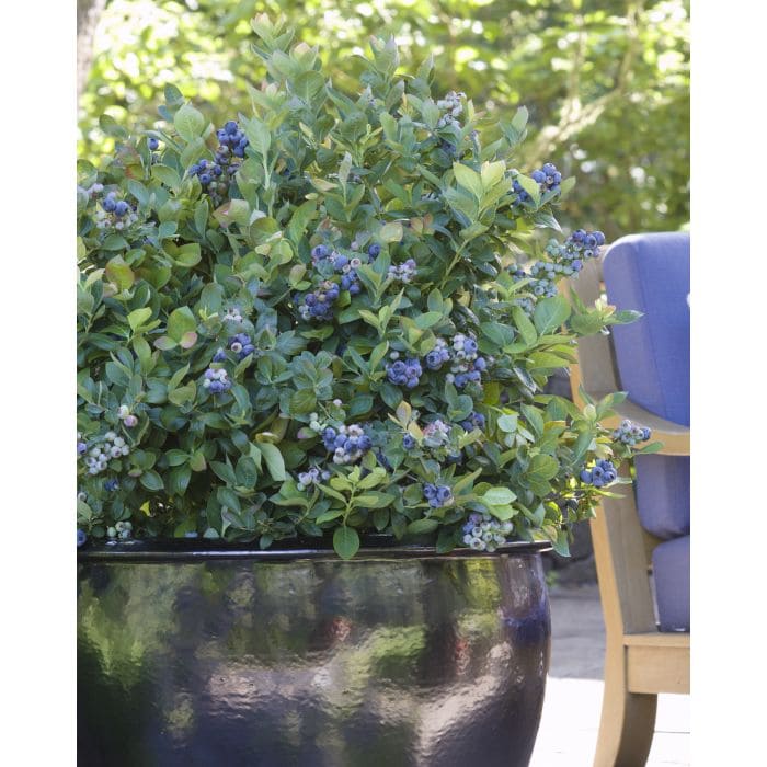 Vaccinium 'Pink Sorbet™' Blueberry 8" Pot - Image 3