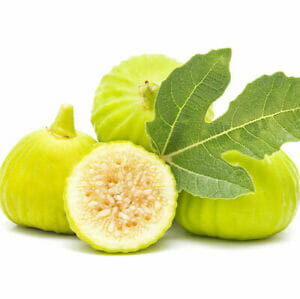Ficus 'Cape White' Fig 8" Pot - Image 2