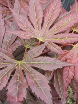 A close-up of Acer 'Mirte' Japanese Maple leaves in red and green, highlighting their veins and showcasing the intricate beauty of this plant.