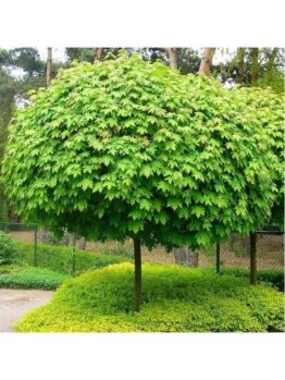 The Acer platanoides 'Globosum' Designer Maple Standard, 1.2M in a 13" pot, has a dense, vibrant green dome shape and is set among lush greenery with a wire fence in the background.