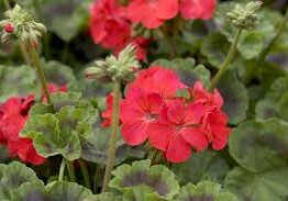 Close-up of vibrant flowers from the Geranium 'Apache Scarlet' 3" Pot surrounded by lush green leaves.