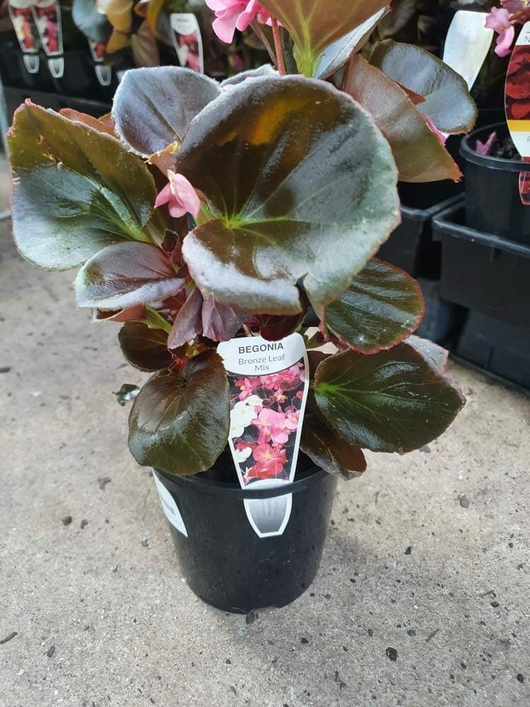 Begonia 'Bronze Leaf' 6" Pot - Image 4
