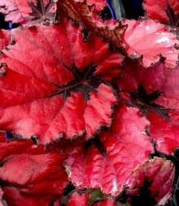 Close-up of the vibrant red Begonia rex 'Kotobuki' leaves, featuring dark star-like patterns and serrated edges, ideal for showcasing in a 6" pot.