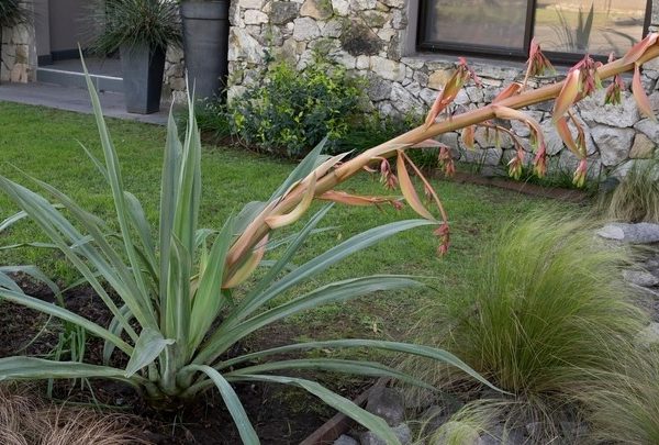 Beschorneria yuccoides Mexican Lily growing in a garden with ling red flower spike and lomandra grasses