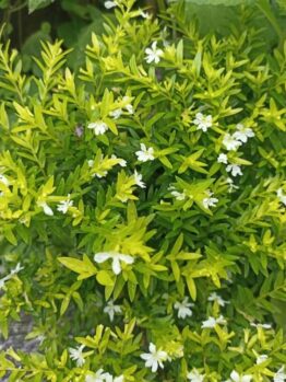 Cuphea 'Mad Hatter White' 6" Pot