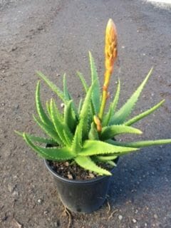 Aloe 'Always Red' PBR 7" Pot - Image 2