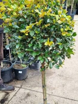 A Syzygium 'Resilience' Lilly Pilly Standard 12" Pot with a round, dense canopy of green and yellow-tinted leaves stands on a paved outdoor surface among other plants.