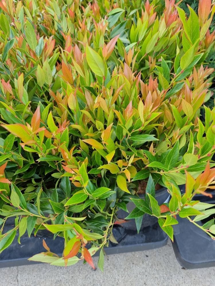 Leucothoe 'Little Flames®' - Image 2