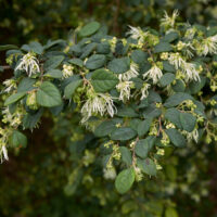 Loropetalum 'Bobz White' 7" Pot
