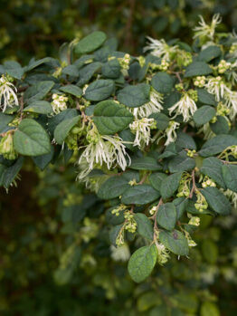 Loropetalum 'Bobz White' 7" Pot