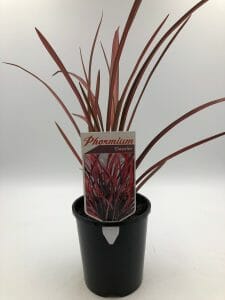 Phormium 'Dazzler' Flax 6" Pot - Image 3
