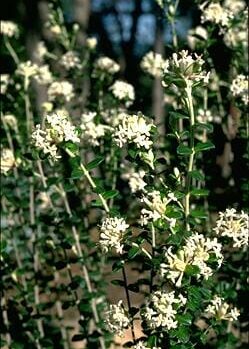White flower clusters of Pimelea 'Round Leaf Rice Flower' bloom on green leafy stems in an 8" pot, creating a serene allure against a blurred natural background.