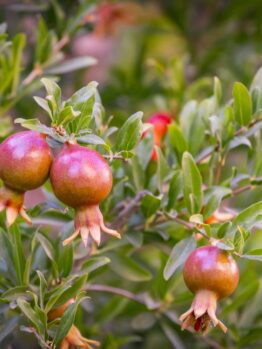 Close-up of unripe Punica 'Dwarf' Pomegranates in an 8" pot, hanging from a tree branch with green leaves, highlighting the natural beauty.