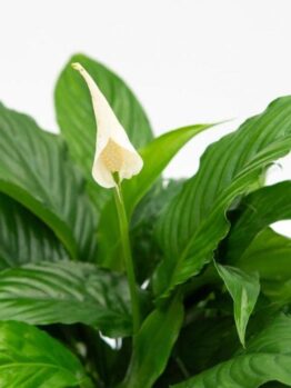 The Spathiphyllum 'Sweet Chico' Peace Lily boasts glossy green leaves and a single white bloom, beautifully set against a white background. This elegant plant is offered in a convenient 4" pot, ideal for bringing tranquility to any space.