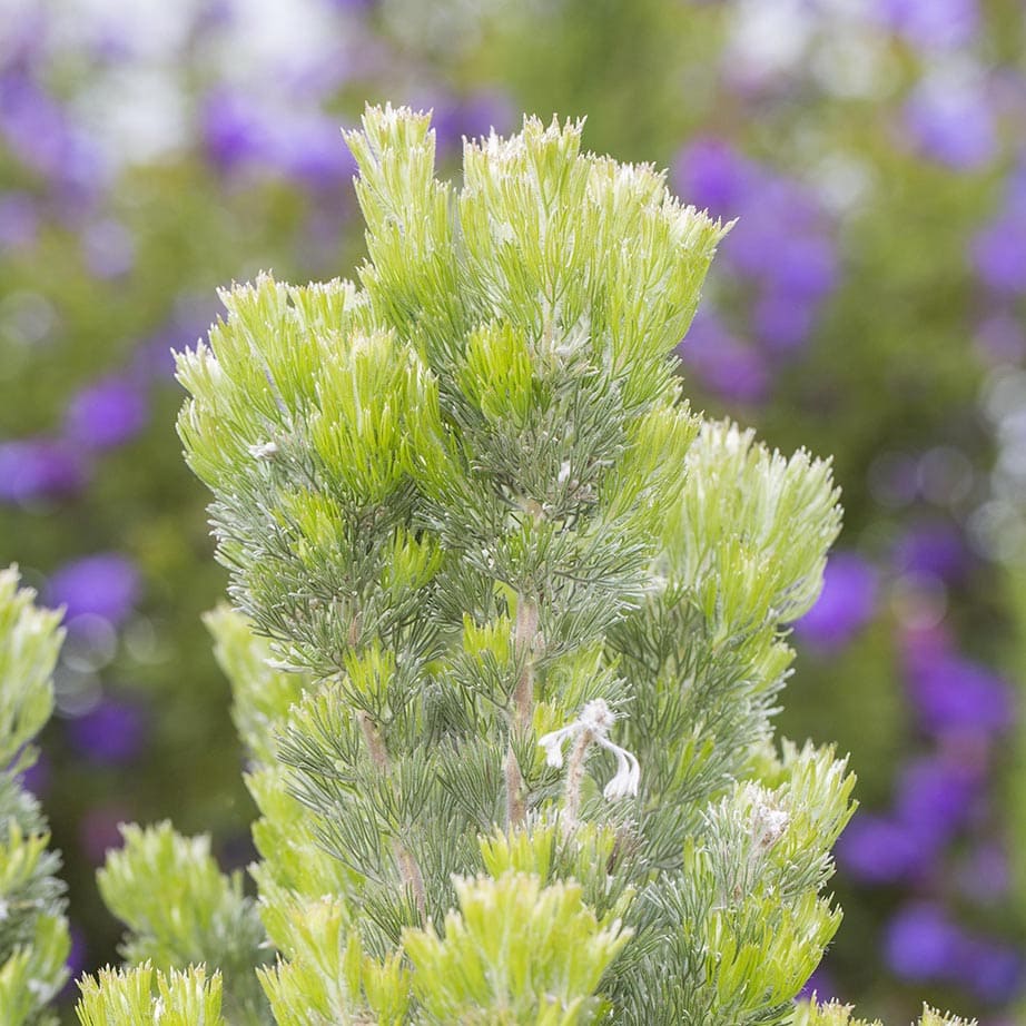 Adenanthos 'Platinum' PBR Woolly Bush 6" Pot - Image 2