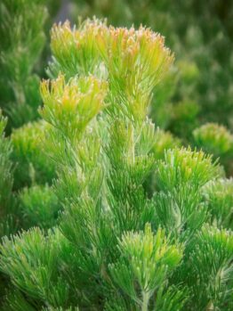 A close-up of green pine leaves with yellow tips, highlighting their detailed texture and bright colors, similar to the Adenanthos 'Platinum' PBR Woolly Bush in a 6" pot.