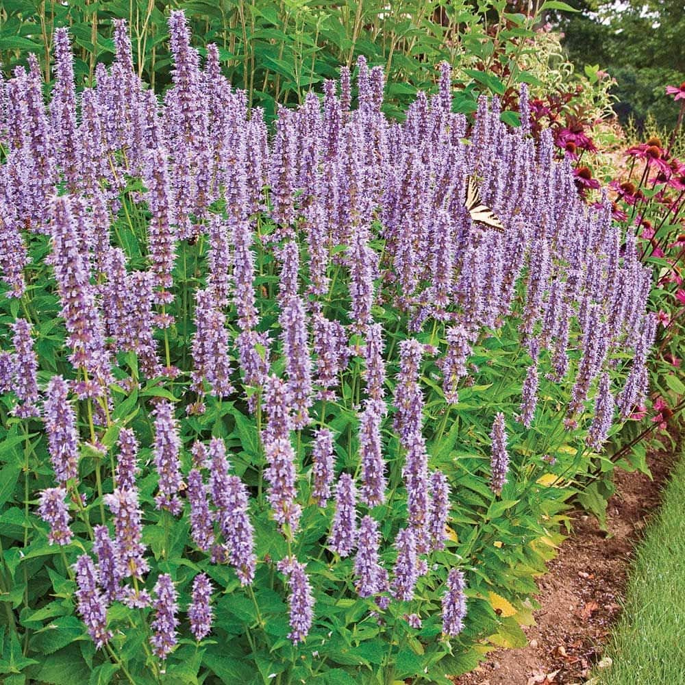 Agastache 'Blue Fortune' 6" Pot - Image 3
