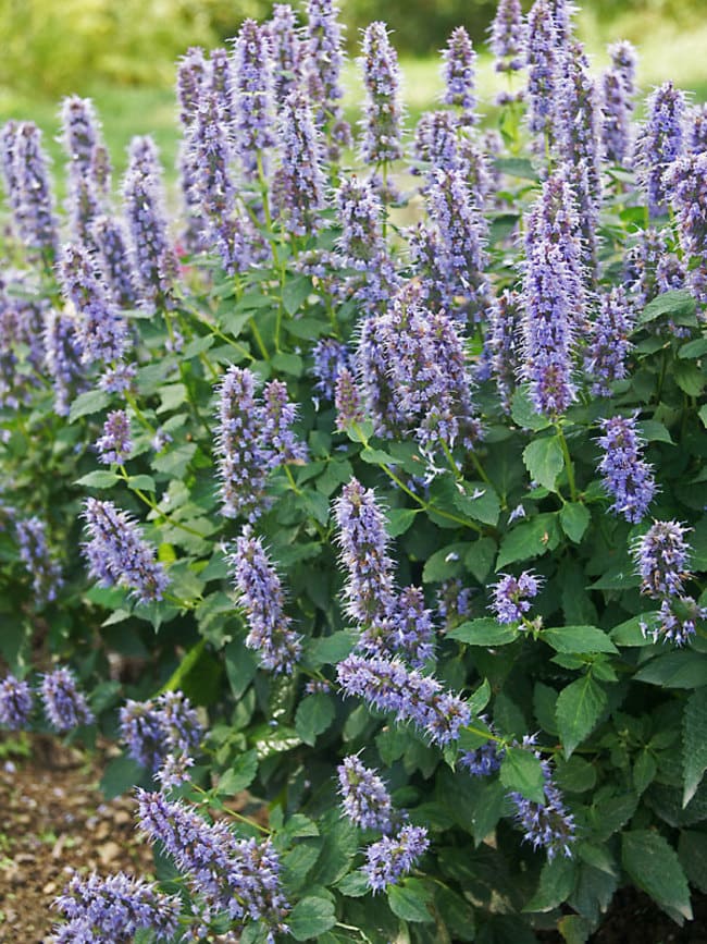 Agastache 'Blue Fortune' 6" Pot - Image 2