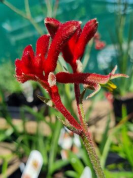 Close-up of Anigozanthos 'Bush Fury™' Kangaroo Paw with fuzzy red, tubular flowers against a blurred green background. Shown in a 6" pot.