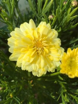 Close-up of a vibrant yellow chrysanthemum, reminiscent of the Argyranthemum 'Angelic™ Maize' Marguerite Daisy 6" Pot, with beautifully layered petals surrounded by lush green leaves.