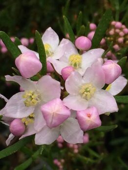 Close-up of pink and white Boronia flowers with green linear leaves in a 6" pot labeled 'Sunset Serenade,' surrounded by blurred foliage.