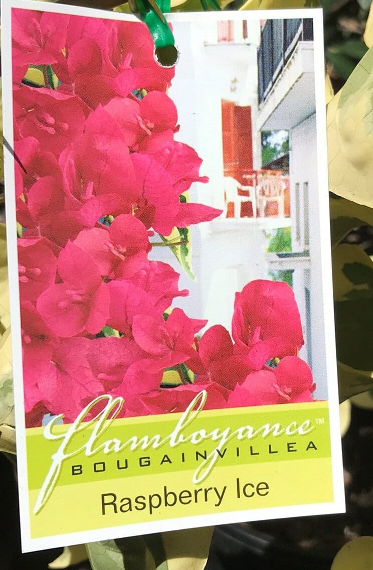 Bougainvillea 'Raspberry Ice' 6" Pot - Image 2