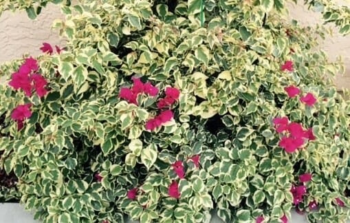 Bougainvillea 'Raspberry Ice' 6" Pot - Image 3