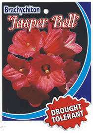 Brachychiton 'Jasper Bells' 16" Pot - Image 2