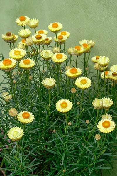 Bracteantha 'Daisy Fields Gold' Native Paper Daisy 6" Pot - Image 2