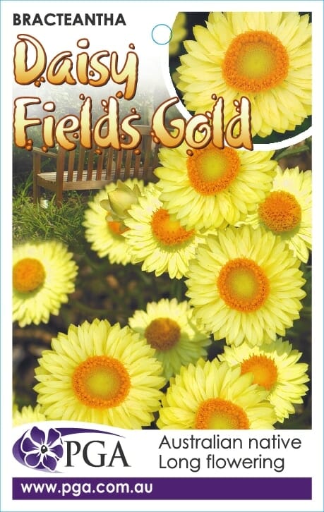 Bracteantha 'Daisy Fields Gold' Native Paper Daisy 6" Pot - Image 3