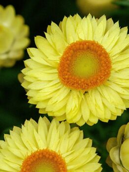 Close-up of vibrant yellow Bracteantha 'Daisy Fields Gold' Native Paper Daisy in a 6" pot, showcasing orange centers and layered petals against lush green foliage.