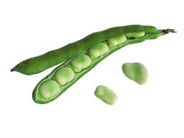 Vicia 'Broad Bean' 4" Pot - Image 4