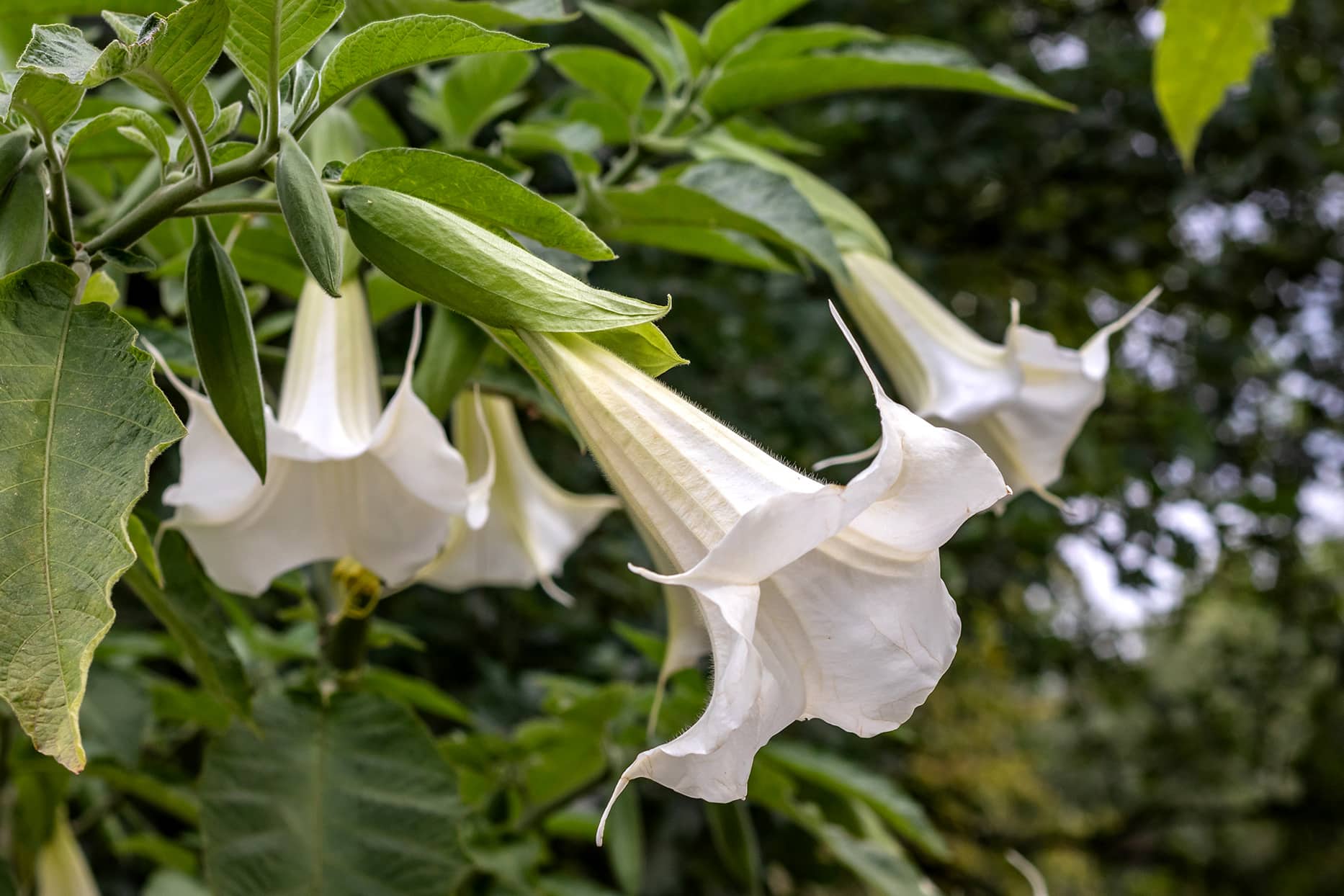 Brugmansia 'Double White' Angel's Trumpet - Image 2