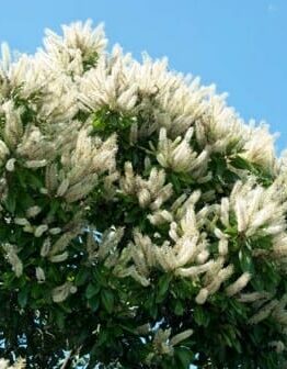 The Buckinghamia 'Ivory Curl Tree' in a 12" pot showcases clusters of white flowers under a clear blue sky, adding elegance and natural beauty to any garden setting.