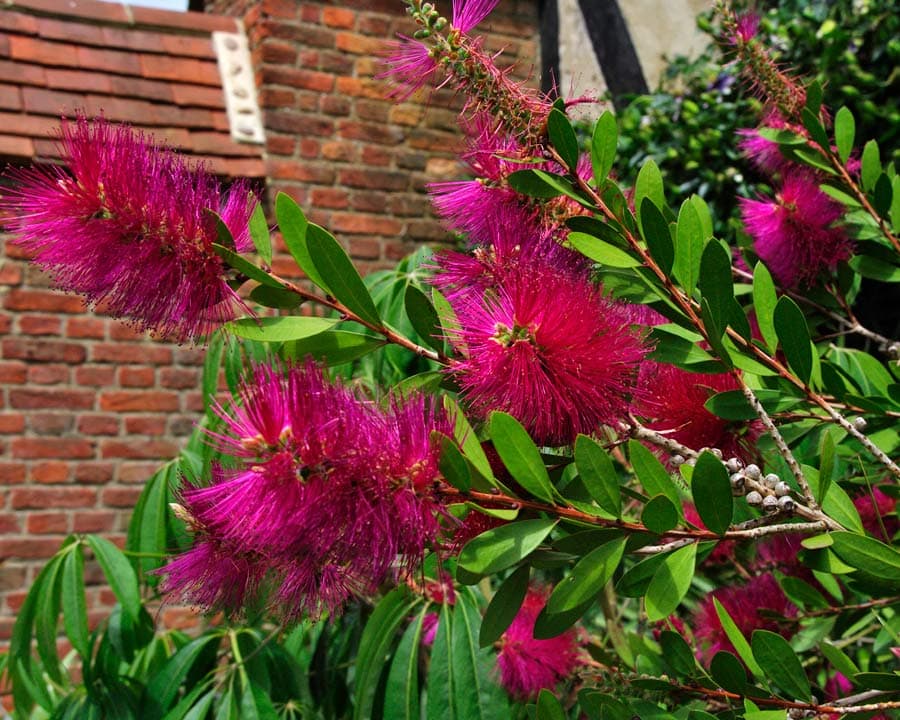 Callistemon 'Hot Pink' 6" Pot - Image 2